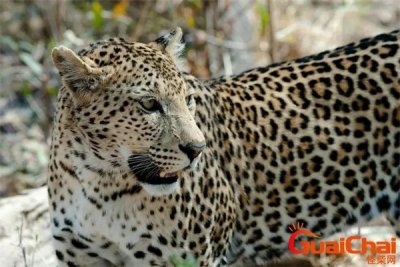 ​非洲猫科纪录片 非洲猫科动物