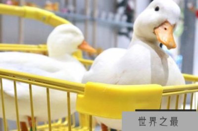 ​世界上最贵的宠物鸭子，成年柯尔鸭卖1万5