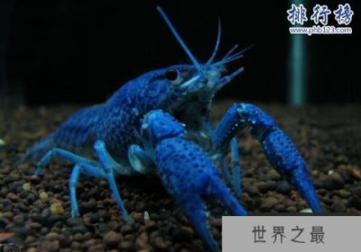 ​世界上最大的蓝魔虾:长30CM重500克,相当于3只小龙虾(图片)